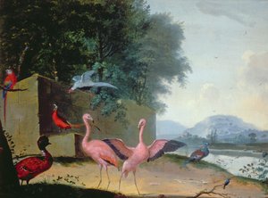 Uma Assembléia de Aves Exóticas, Incluindo Flamingos, Papagaios e Lady Amherst Pheasant